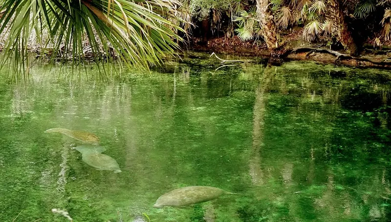 Manatees in the clear water of Blue Spring State Park