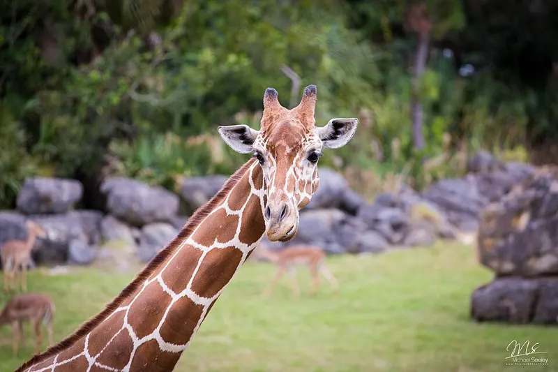 Giraffes and impalas in an exhibit at Brevard Zoo