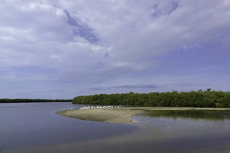 Mangrove water at Ding Darling National Wildlife Refuge