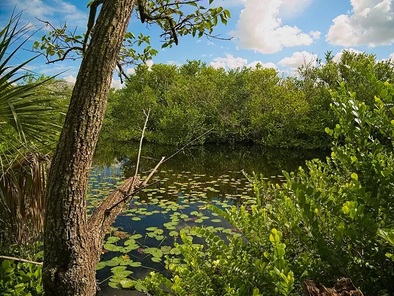 Sawgrass and water vegetation along the Shark Valley borrow pit