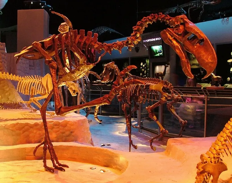 Titanis skeleton on display at the Florida Museum of Natural History
