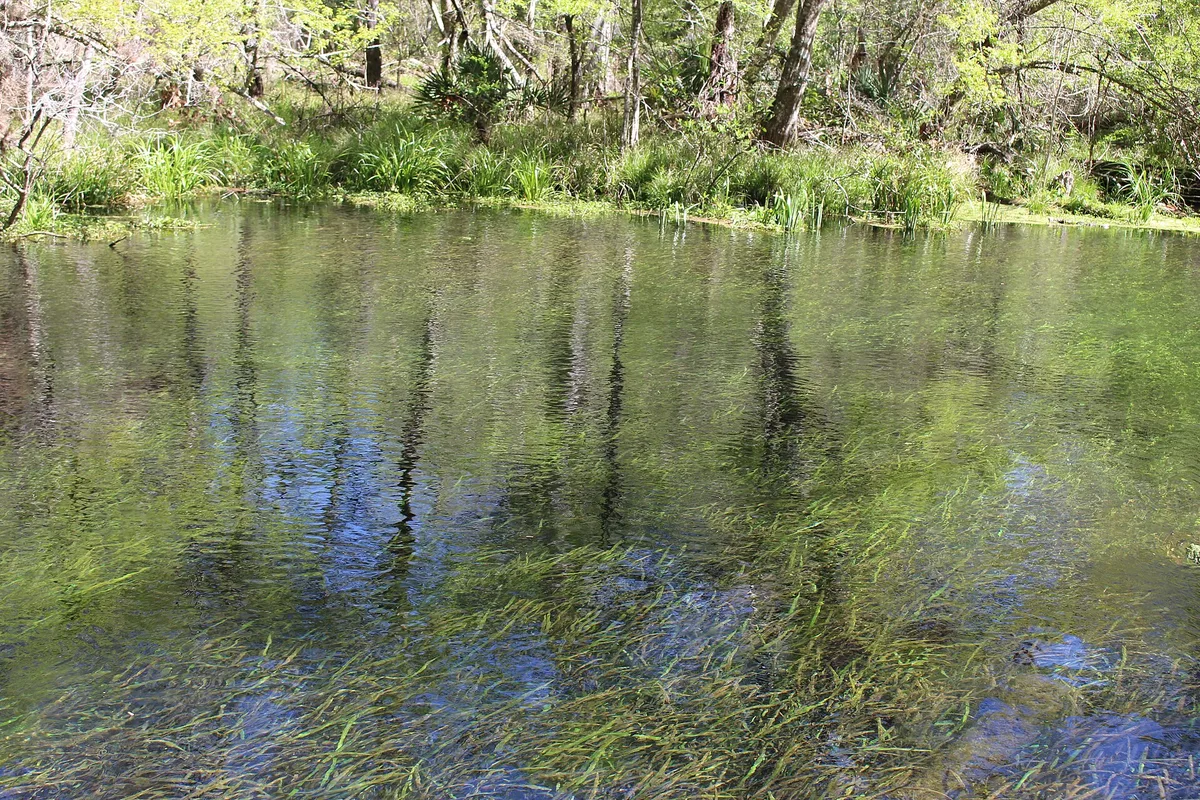 Clear, tea-tinted water of the Ichetucknee River winding between green banks