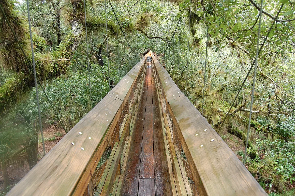 Suspended walkway among tree tops at Myakka River State Park