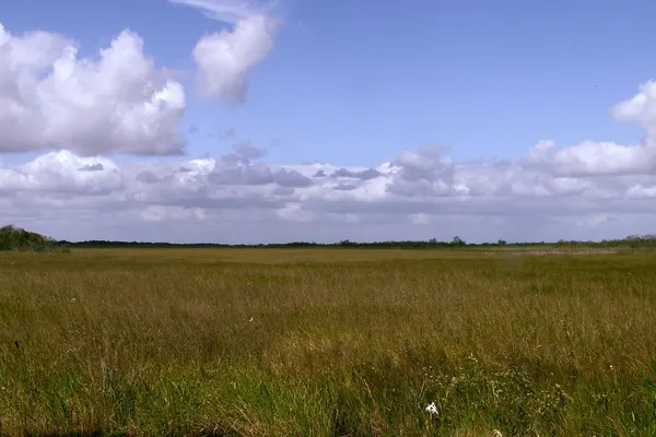 Wide sawgrass prairie under a blue sky with white clouds in Everglades National Park