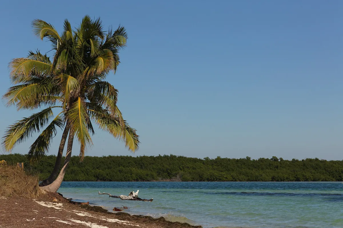 A leaning coconut palm over turquoise water and mangroves at Bahia Honda State Park