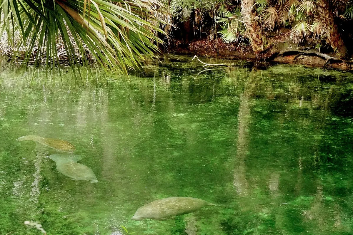 Several manatees resting in clear green water under palm fronds at Blue Spring State Park
