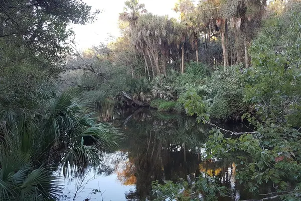 Turkey Creek winding through dense palms and oak hammock in Palm Bay, Florida