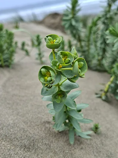 A sea spurge plant growing in beach sand